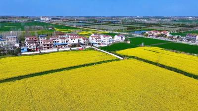 油菜花海醉游人 田园春光入画来 