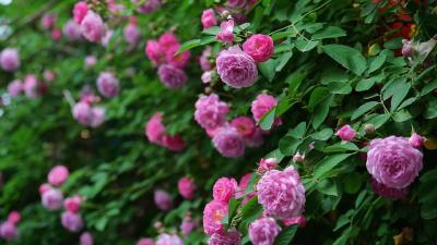 一墙蔷薇 满目芬芳