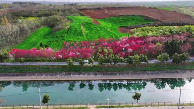 短视频|春染大地 芳菲满目