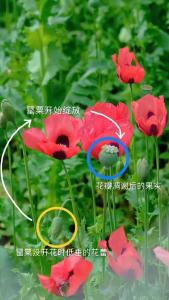 武汉植物园里种罂粟？别慌，它们是“合规上岗”！