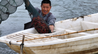 竹林桥镇：生态小龙虾 走俏大市场