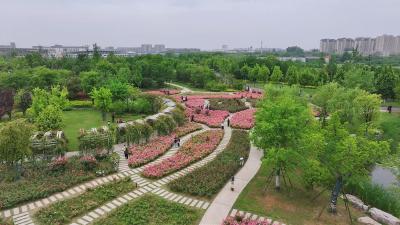 月季盛放 芳华满园