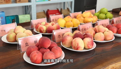 洪山嘴镇：千亩桃梨迎丰产 特色林果铺富路