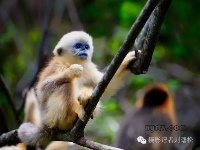带你探秘神农架金丝猴部落