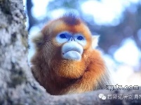 带你探秘神农架金丝猴部落