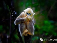 带你探秘神农架金丝猴部落
