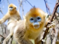 带你探秘神农架金丝猴部落