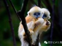带你探秘神农架金丝猴部落