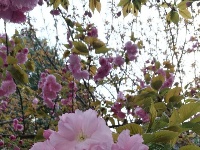 襄阳四中樱花开