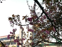 襄阳四中樱花开