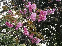 襄阳四中樱花开