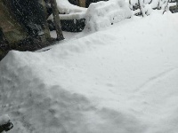 保康、谷城、南漳等地迎来“桃花雪”