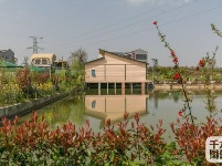 襄阳建成千亩牡丹花海 洛阳你可要小心喽!