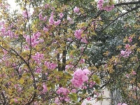 襄阳四中樱花开