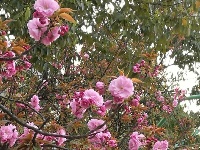 襄阳四中樱花开