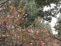 襄阳四中樱花开