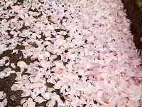 樱花雨中飘落 柔情怜花殇
