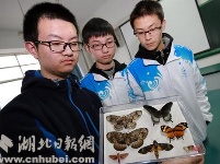 襄阳一高中“昆虫社团”展出上百种昆虫标本(图)