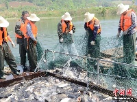湖北保康渔民捕获108斤大青鱼
