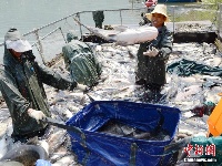 湖北保康渔民捕获108斤大青鱼