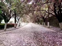 樱花雨中飘落 柔情怜花殇