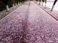 樱花雨中飘落 柔情怜花殇
