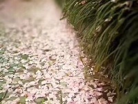 樱花雨中飘落 柔情怜花殇