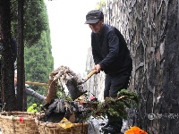 公墓祭扫垃圾堆积如山 “爷爷保洁员”每天背4000斤下山
