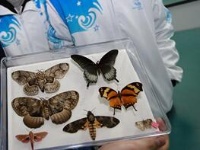 襄阳一高中“昆虫社团”展出上百种昆虫标本(图)