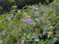 保康五道峡国家级自然保护区发现新物种