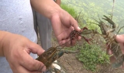 【V视】澳洲淡水龙虾养殖落户老河口