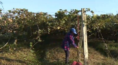 【V视】谷城：造血扶贫新路子 鼓了村民钱袋子