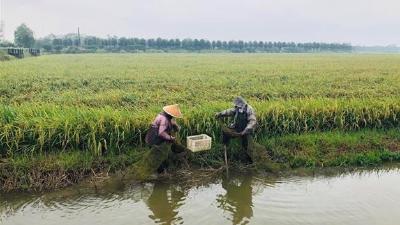 湖北推进农业投入品减量行动 全面推行节肥等绿色生产技术