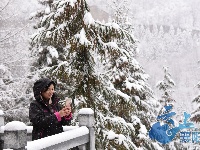 保康“桃花雪”景美如画