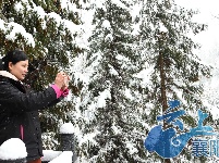 保康“桃花雪”景美如画
