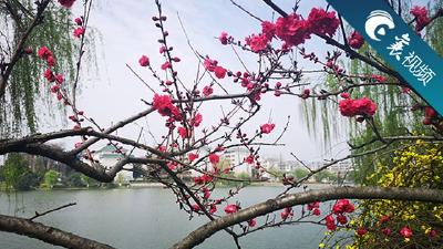 【襄视频】初闻春光扶绿叶 护城河畔柳成荫