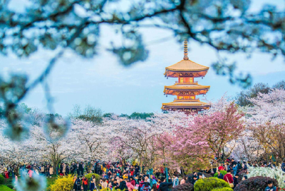 居家抗疫 不负春天 长江云“云游湖北 赏花诗词大汇”慢直播正式启动