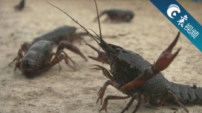 【襄视频】消防队带110吨水帮助养殖户解旱情