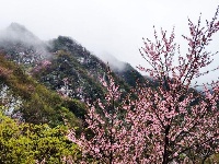 谷城县赵湾盘山“云梯” 飞雪迎春绿映红