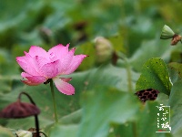 谷城县冷集塔湾村：探漫山红花一支香 寻荷花池中一点绿