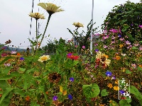 谷城县冷集塔湾村：探漫山红花一支香 寻荷花池中一点绿