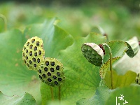 谷城县冷集塔湾村：探漫山红花一支香 寻荷花池中一点绿