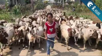 【襄视频】襄阳7岁小羊倌的幸福生活
