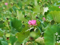 谷城县冷集塔湾村：探漫山红花一支香 寻荷花池中一点绿