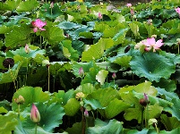 谷城县冷集塔湾村：探漫山红花一支香 寻荷花池中一点绿