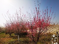 汉江湿地公园50余亩梅花盛开 谷城又添一网红打卡地
