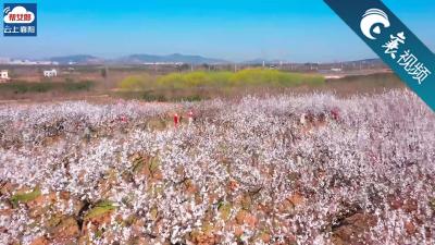 【襄视频】这片杏花林才是春天该有的样子！