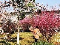 汉江湿地公园50余亩梅花盛开 谷城又添一网红打卡地