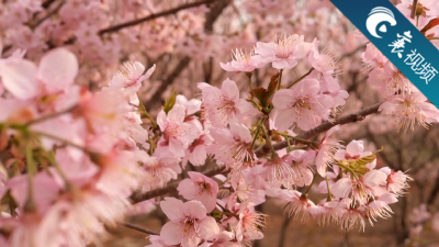 【襄视频】襄州龙王镇  花开正当时