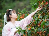 南漳：万亩樱桃红  民富村更美